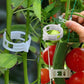 🗜️Clips pour plantes grimpantes – Attaches en plastique pour tomates et plantes grimpantes 🌱🍅
